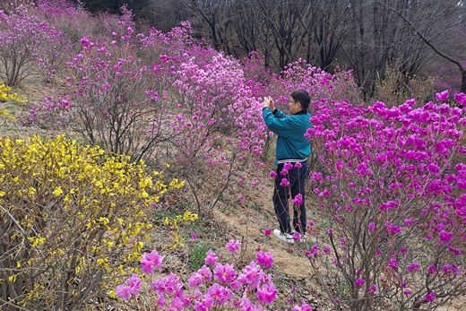 한 상춘객이 진달래꽃을 사진에 담고 있다. 